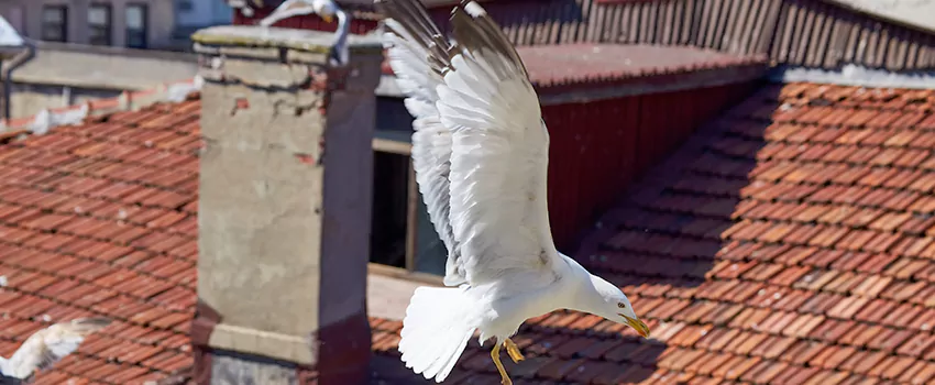 Residential Chimney Animal Removal Solution in Springville, UT