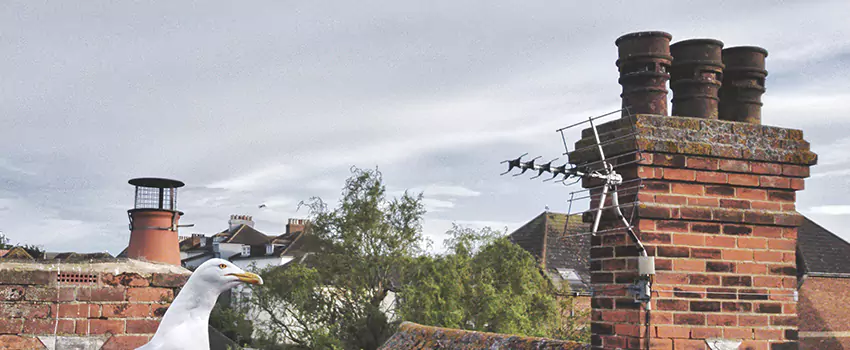 Chimney Cleaning And Restoration in Springville, Utah